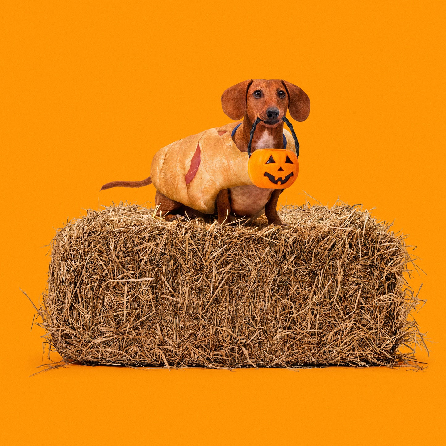 Crescent Mummy Dog Costume: Limited Edition!