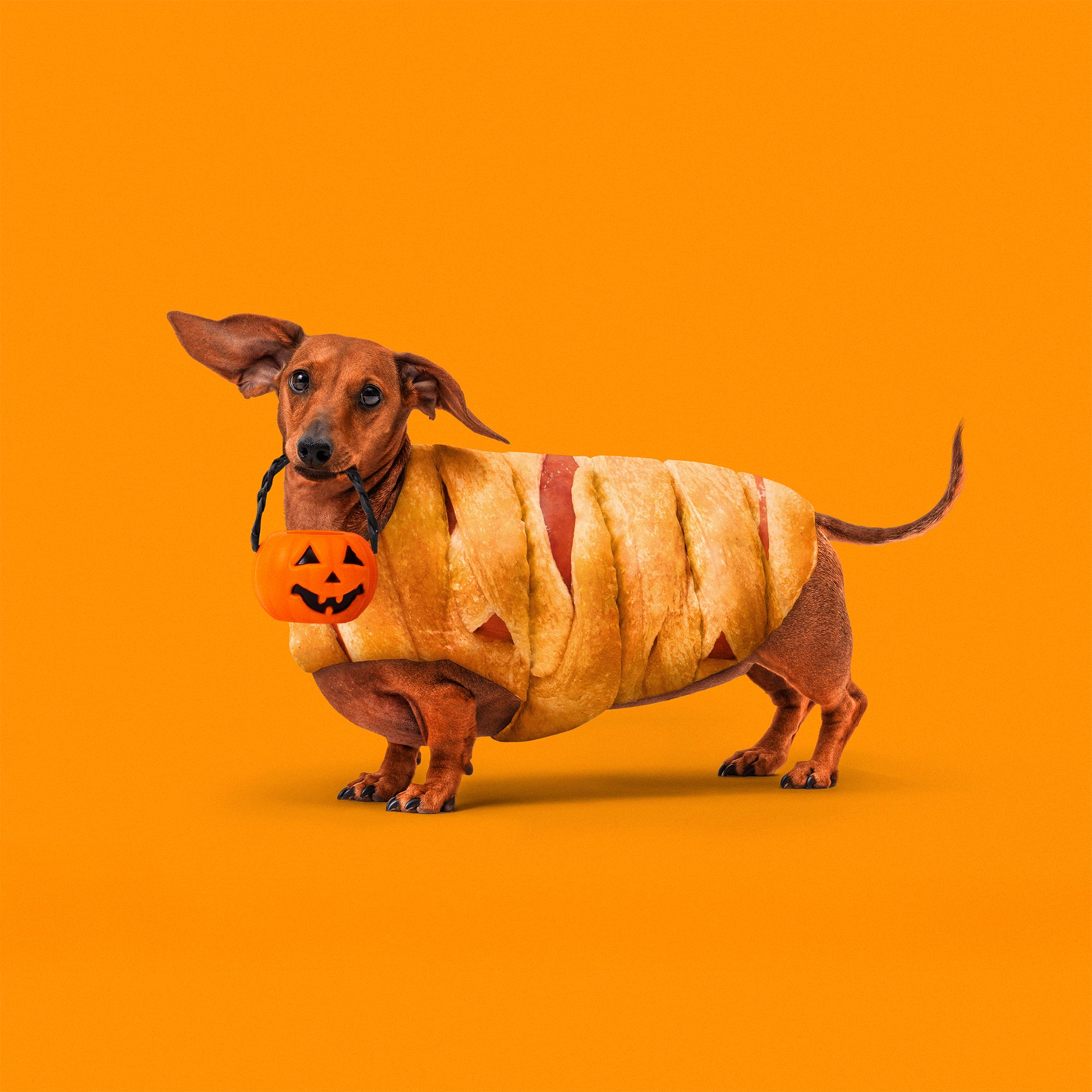 Dog wearing Pillsbury Mummy Dog costume and holding a pumpkin Halloween basket on an orange background.