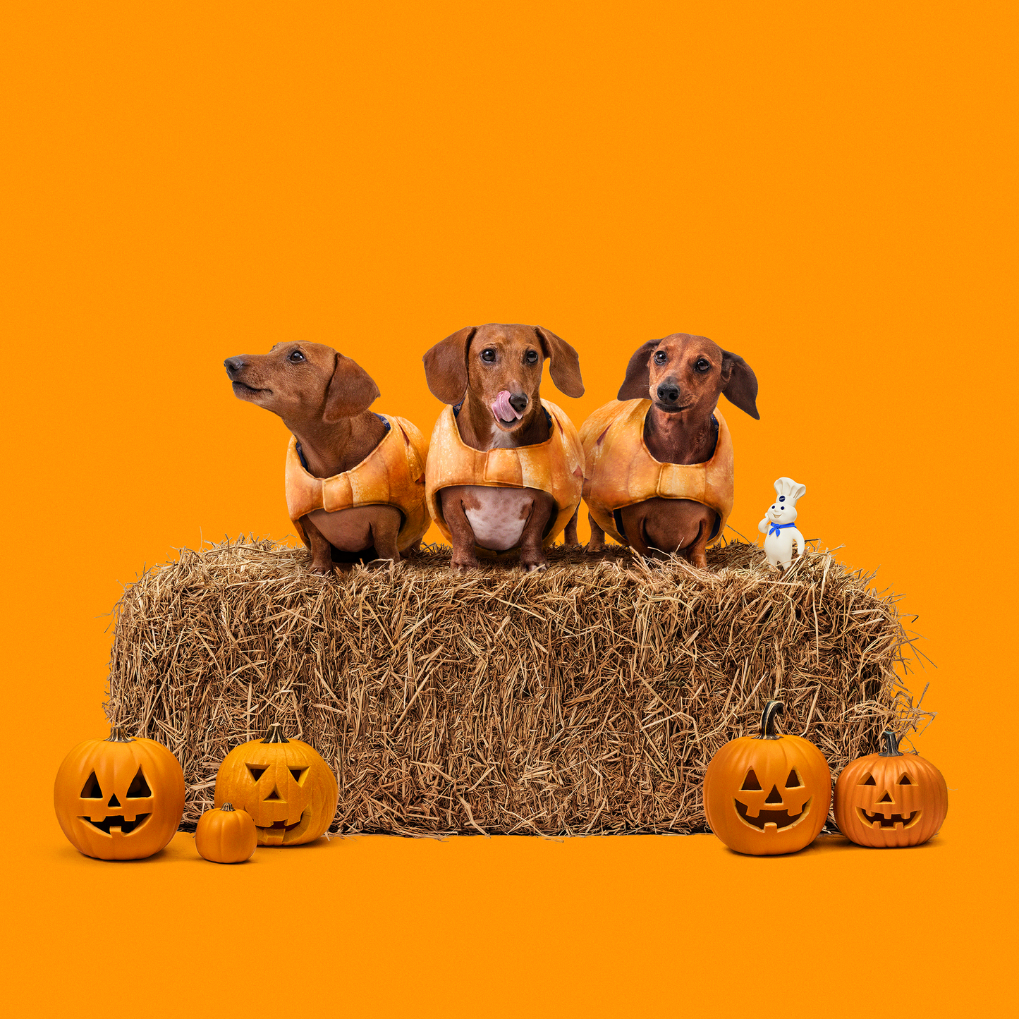 Crescent Mummy Dog Costume: Limited Edition!