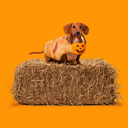 Crescent Mummy Dog Costume: Limited Edition!