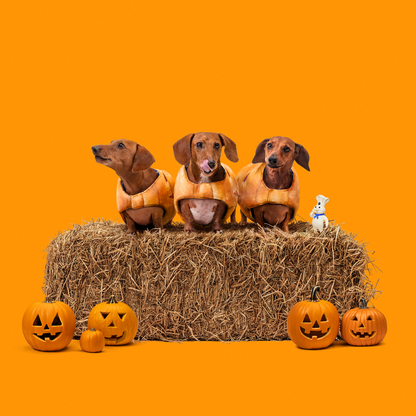 Crescent Mummy Dog Costume: Limited Edition!